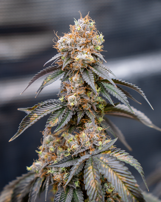 Apple & Bananas Steckling