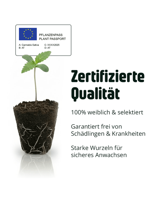 EU-zertifizierte Autoflower Pflanzen bei Cali Club
