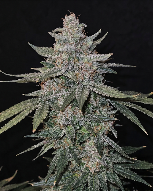 Apple Blossom Steckling