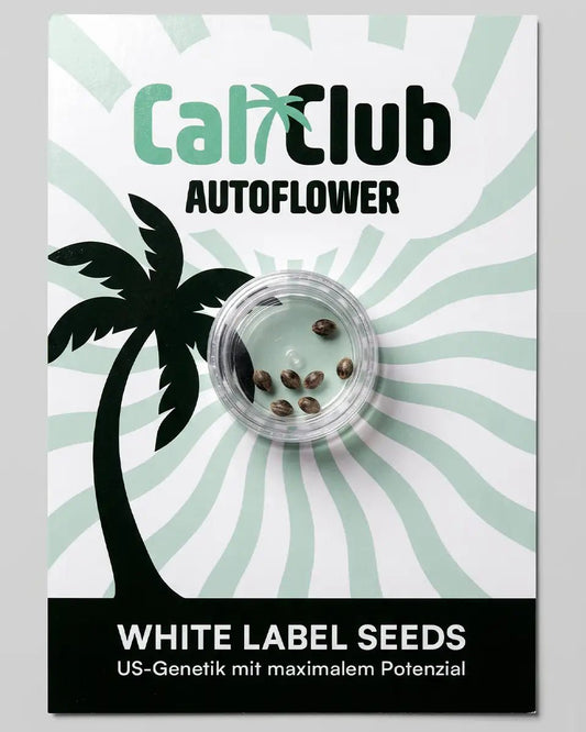 Cali Samen mit US-Genetik in Verpackung