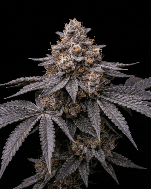 Candy Store Cannabispflanze