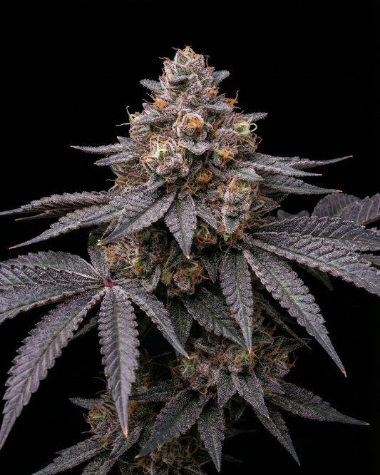 Candy Store Steckling