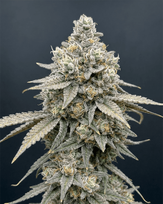 Cap Junky Cali Cannabispflanze