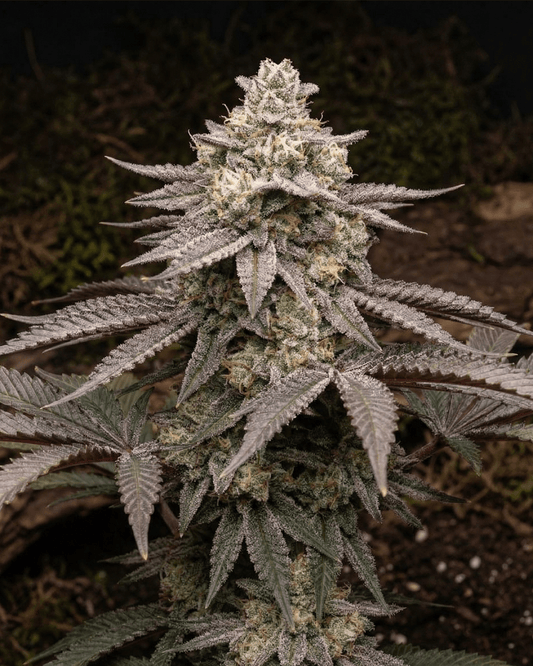 Mac 1 Cannabispflanze mit Cali Genetik