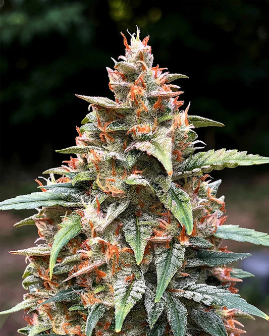 Orange Zkittlez Automatic Cannabispflanze in der Blüte