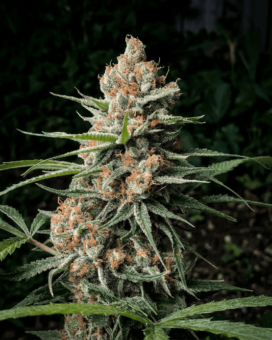 Strawberry Haze Automatic Blüte - harzreiche Autoflower Pflanze