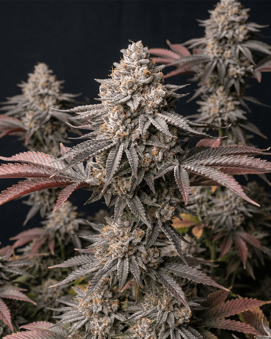 Studio 54 Cali Cannabispflanze