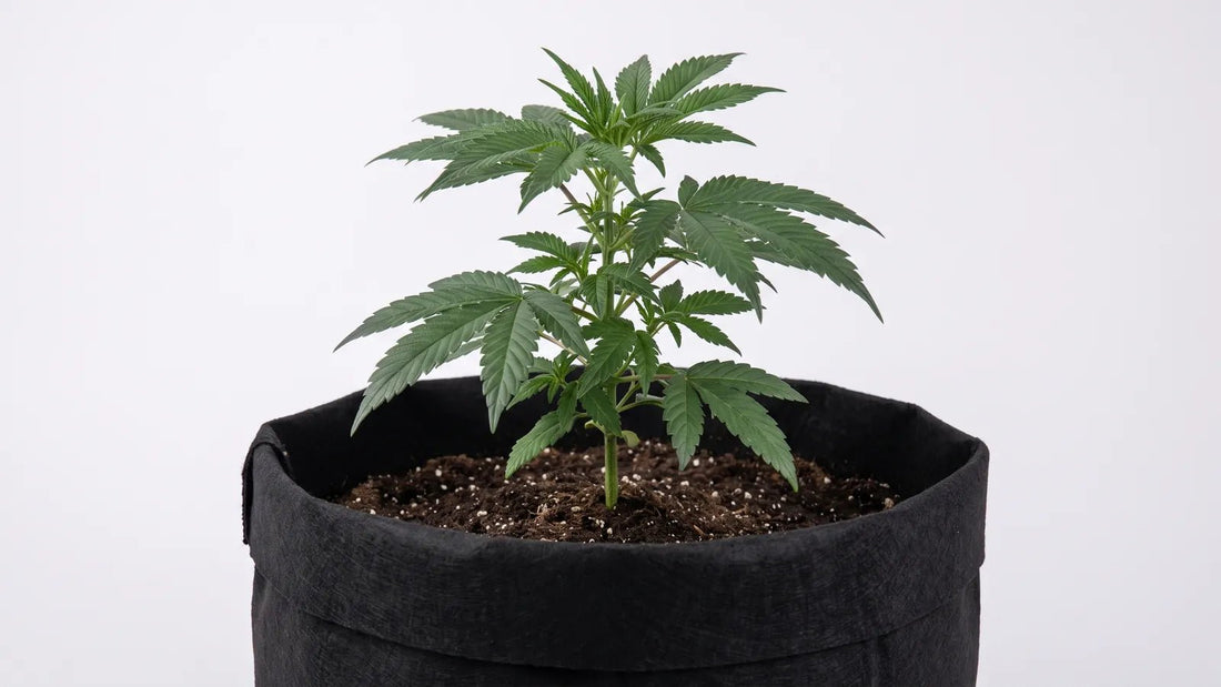 Junger Autoflowering Cannabis-Steckling im Stofftopf - Titelbild Ratgeber