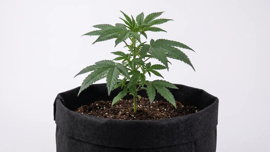 Junger Autoflowering Cannabis-Steckling im Stofftopf - Titelbild Ratgeber