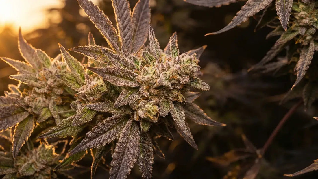 Cali Sorten – Die besten US Strains & Cali Packs im Überblick