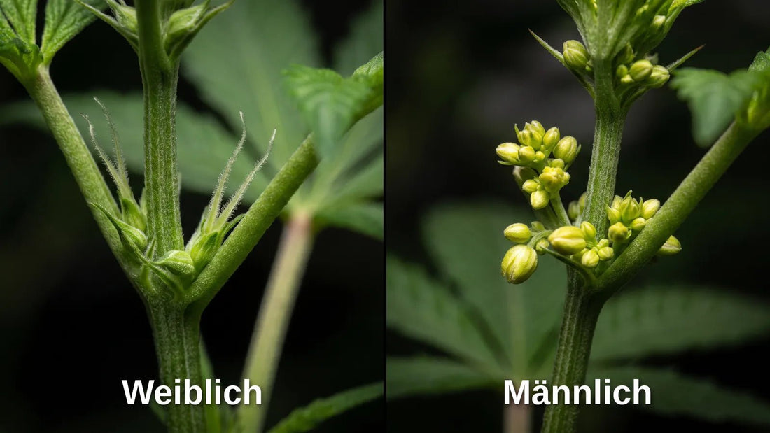 Cannabis Geschlecht erkennen - Vergleich weibliche und männliche Vorblüte