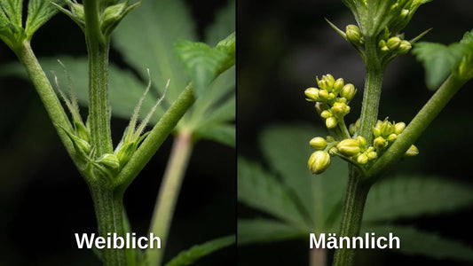 Cannabis Geschlecht erkennen - Vergleich weibliche und männliche Vorblüte