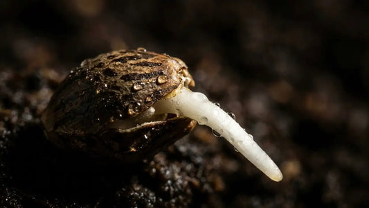 Keimender Cannabissamen mit weißer Pfahlwurzel - Titelbild Keim-Anleitung