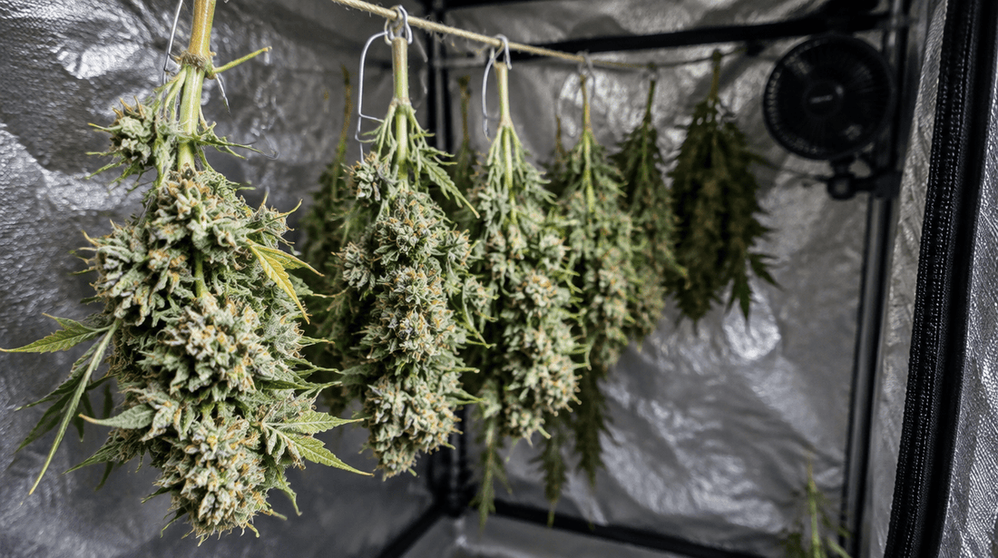 Cannabis trocknen - geerntete Äste hängen kopfüber im Growzelt