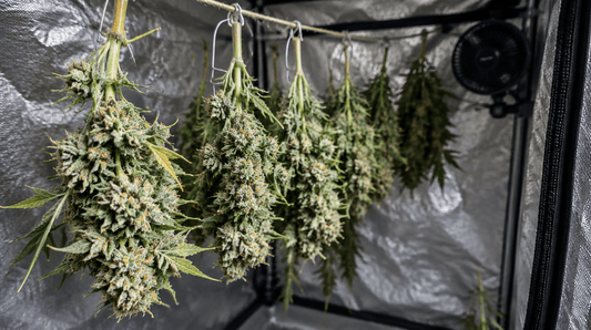Cannabis trocknen - geerntete Äste hängen kopfüber im Growzelt