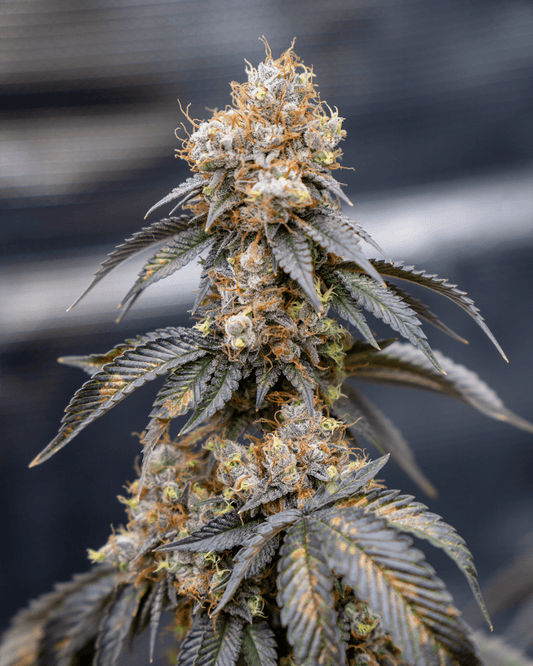 Apple Bananas Cali Cannabispflanze