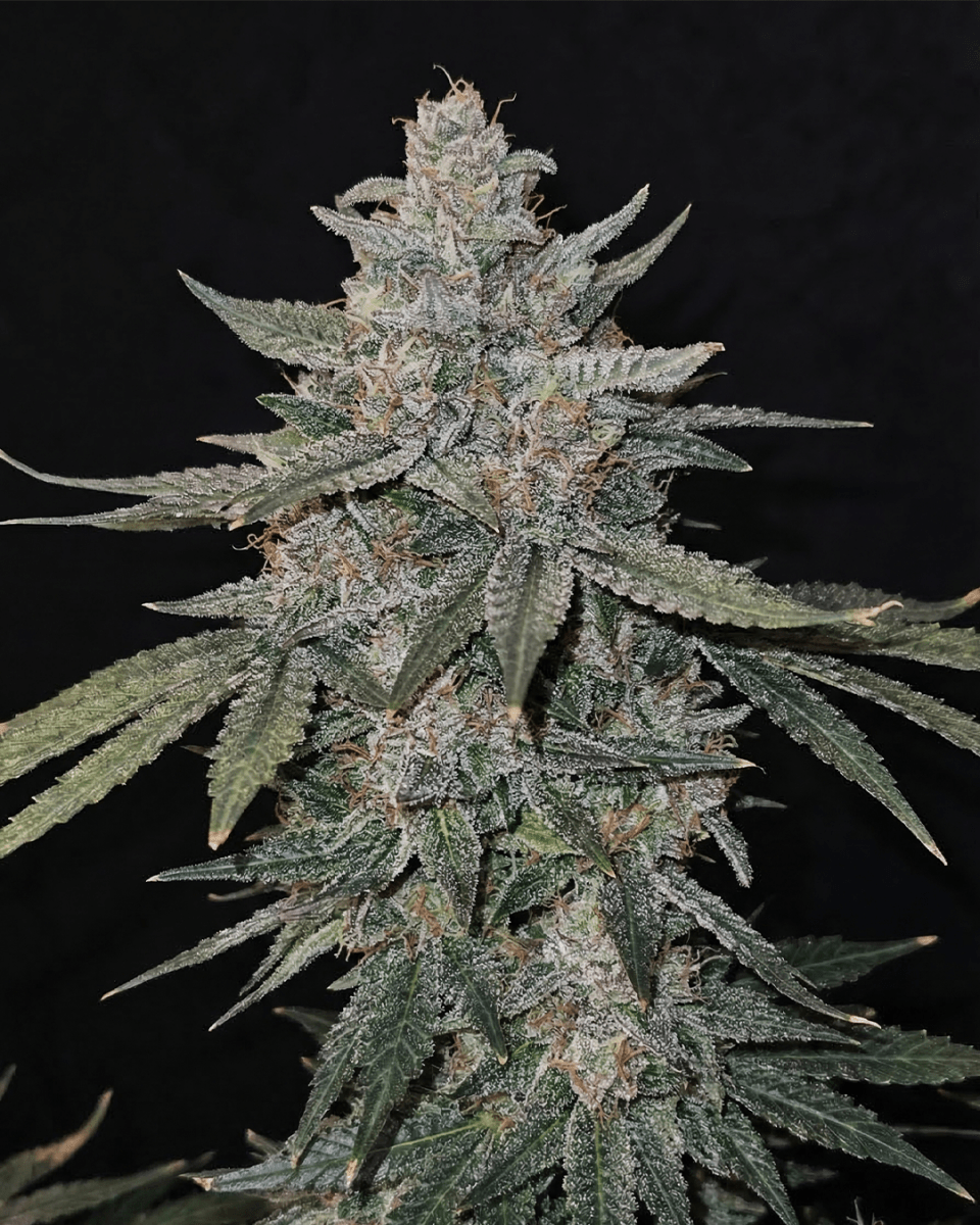 Bruce Banner Cannabispflanze