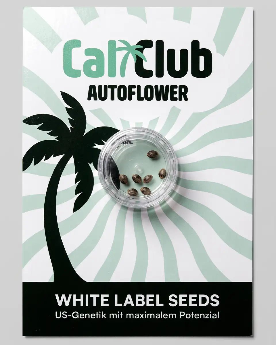 Cali Samen mit US-Genetik in Verpackung
