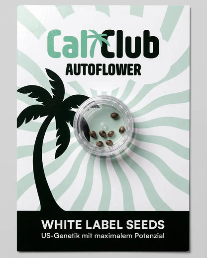 Cali Samen mit US-Genetik in Verpackung