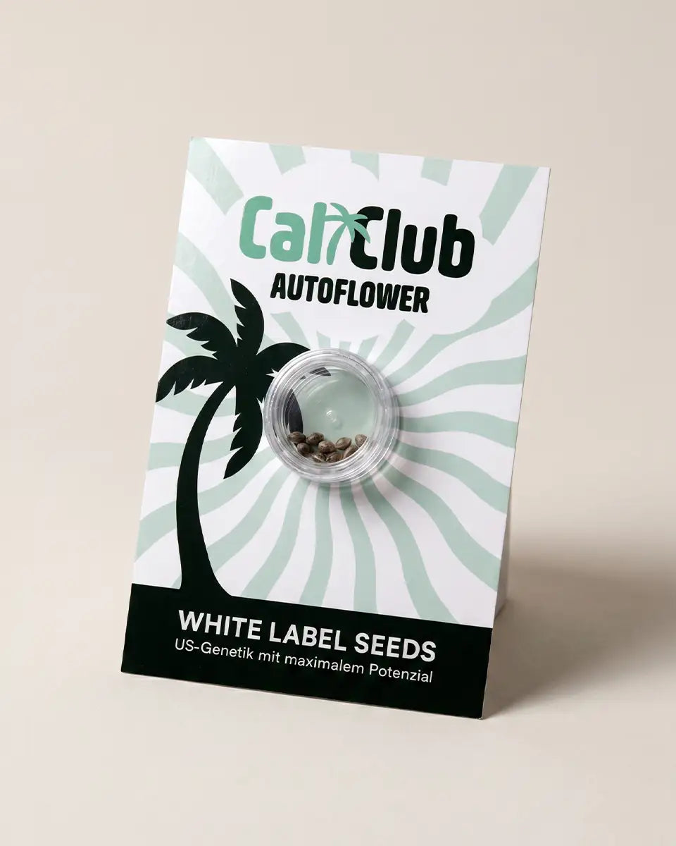 Cali Samen kaufen - echte Exotic Seeds