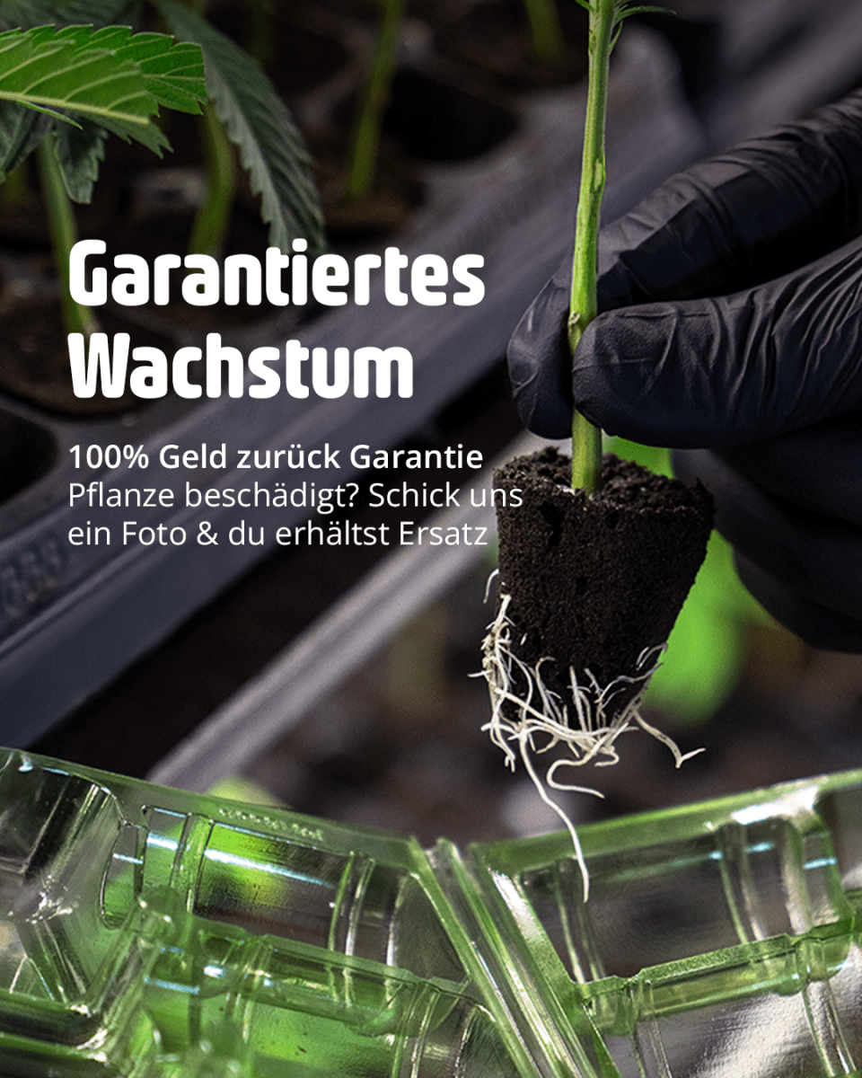 Cali Stecklinge mit Pflanzen-Garantie