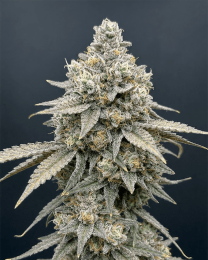 Cap Junky Cali Cannabispflanze