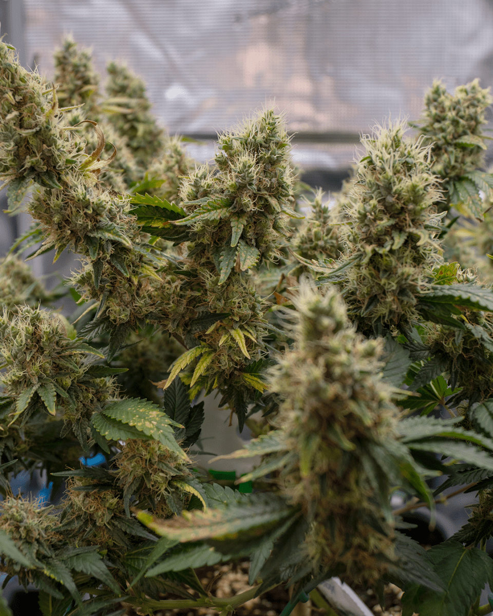 RS11 Cannabispflanze kaufen
