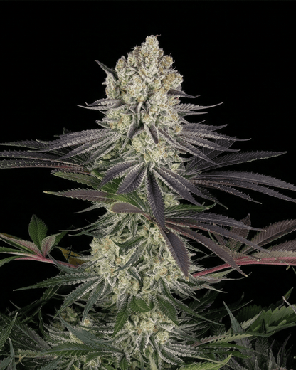 Runtz Strain Cannabispflanze
