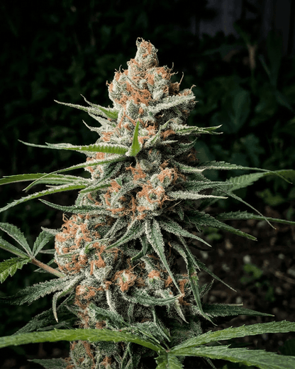 Strawberry Haze Automatic Blüte - harzreiche Autoflower Pflanze