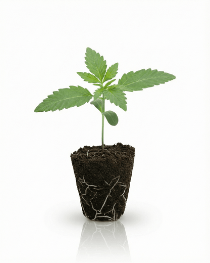 Strawberry Haze Automatic Steckling kaufen – Autoflower Sativa