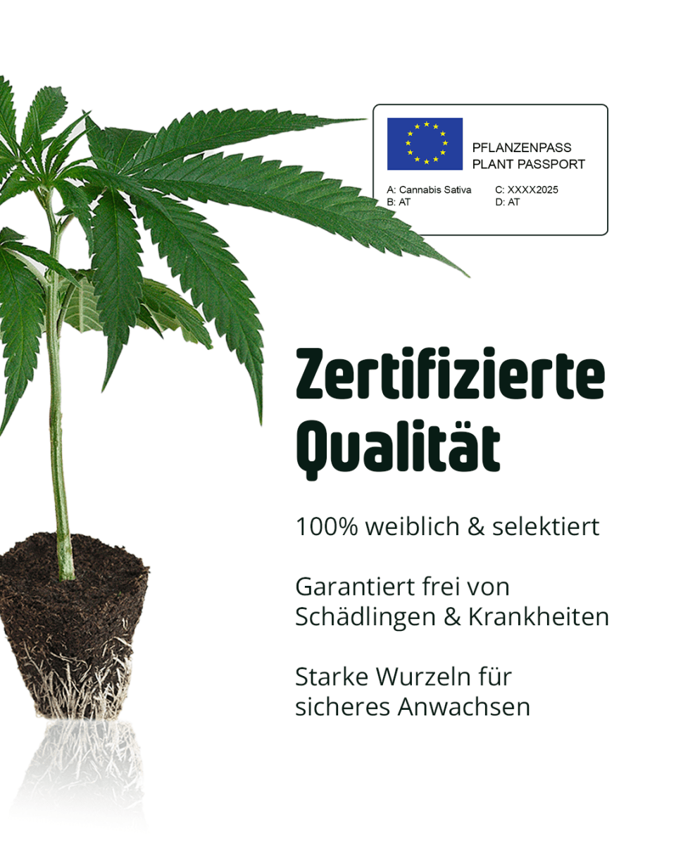 Zertifizierte, feminisierte Cali Stecklinge 