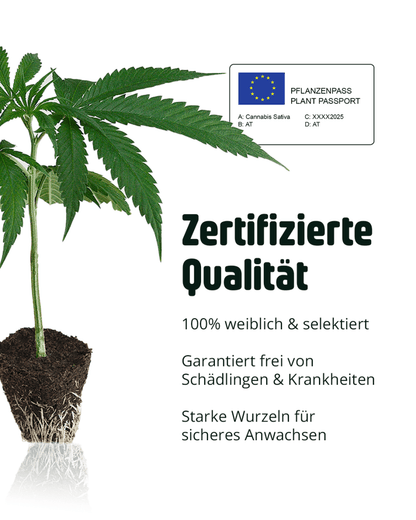 Zertifizierte, feminisierte Cali Stecklinge 